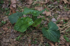Arnoglossum reniforme