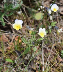 Viola hymettia