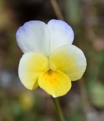 Viola hymettia