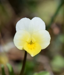 Viola hymettia