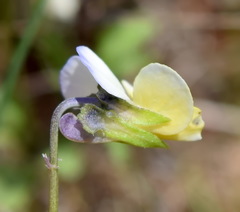 Viola hymettia