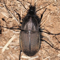 Chlaenius tomentosus