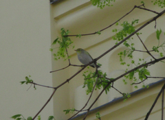 Phylloscopus sibilatrix