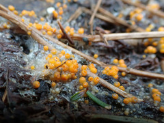 Byssonectria terrestris