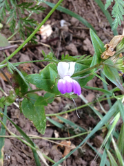 Collinsia multicolor