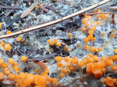 Byssonectria terrestris