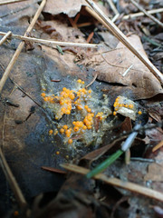 Byssonectria terrestris