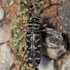 Megacyllene