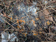 Byssonectria terrestris