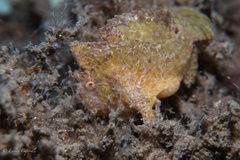 Antennarius pauciradiatus