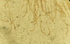 Byssonectria terrestris