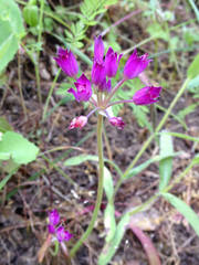 Allium peninsulare