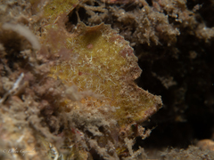 Antennarius pauciradiatus