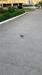 Acridotheres tristis