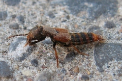 Platydracus cinnamopterus