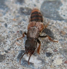 Platydracus cinnamopterus