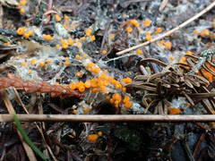 Byssonectria terrestris