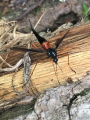 Tanyptera dorsalis