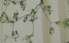 Phylloscopus sibilatrix