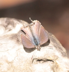 Theclinesthes