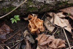 Gyromitra gigas
