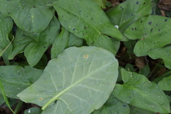 Puccinia sessilis