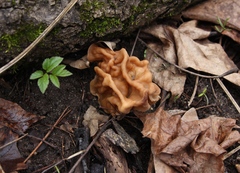 Gyromitra gigas