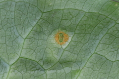 Puccinia sessilis
