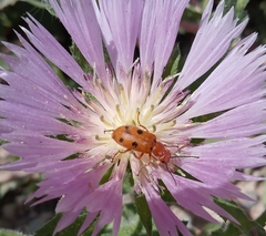 Leptopalpus rostratus