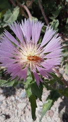 Leptopalpus rostratus