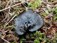 Pseudoplectania vogesiaca