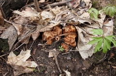 Gyromitra gigas