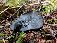 Pseudoplectania vogesiaca