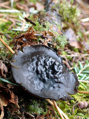 Pseudoplectania vogesiaca