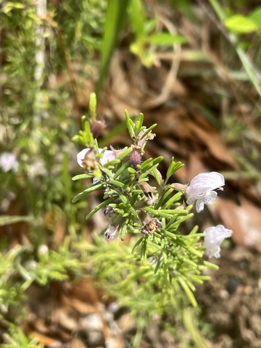 Conradina image