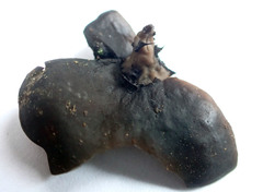 Pseudoplectania vogesiaca