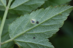 Puccinia aegopodii