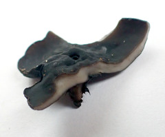 Pseudoplectania vogesiaca