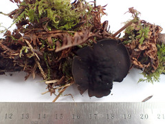 Pseudoplectania vogesiaca