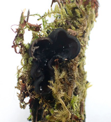 Pseudoplectania vogesiaca
