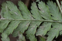 Milesina kriegeriana