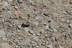Protaetia morio