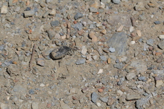 Protaetia morio