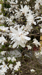 Magnolia stellata