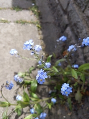 Myosotis sylvatica