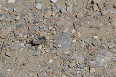 Protaetia morio