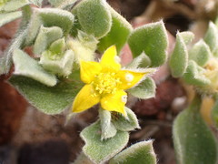 Aizoon glinoides