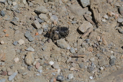 Protaetia morio