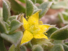 Aizoon glinoides
