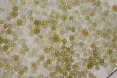 Urocystis syncocca